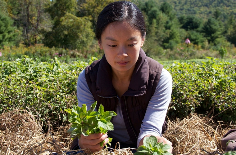 Image courtesy of Goldthread Apothecary & Herb Farm/ My friend Angie harvesting Tulsi