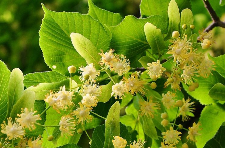 Linden blossoms help with stress relief